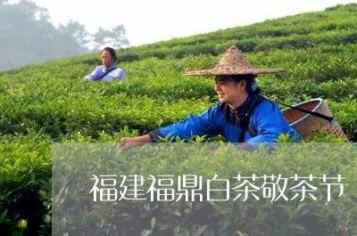 福建福鼎白茶敬茶节/2023120372704