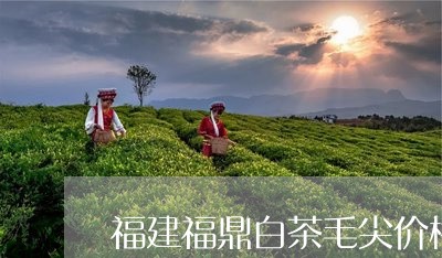 福建福鼎白茶毛尖价格/2023120794259