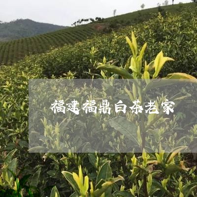 福建福鼎白茶老家/2023112654058