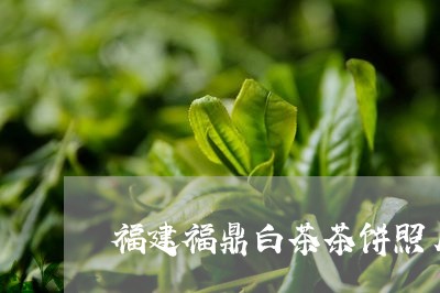 福建福鼎白茶茶饼照片/2023120826049