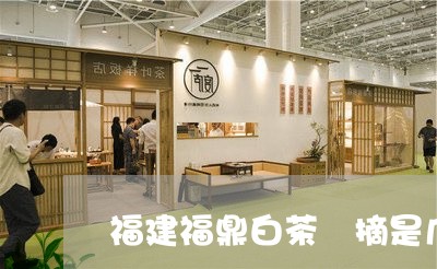 福建福鼎白茶釆摘是几月份/2023042628471