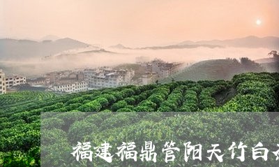 福建福鼎管阳天竹白茶/2023120840373