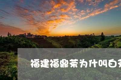 福建福鼎茶为什叫白茶/2023120686272