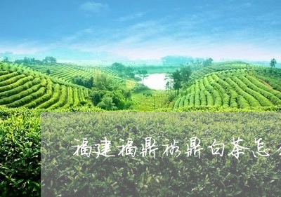 福建福鼎裕鼎白茶怎么买/2023042611505