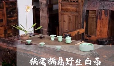 福建福鼎野生白茶/2023112651696