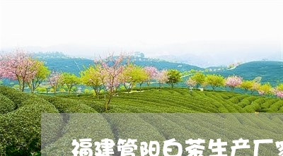 福建管阳白茶生产厂家/2023120926260