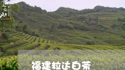 福建粒达白茶/2023052243736