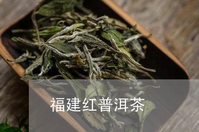 福建红普洱茶/2023091313025