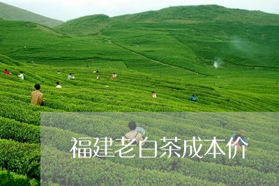 福建老白茶成本价/2023082690460