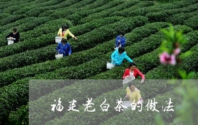 福建老白茶的做法/2023090528894