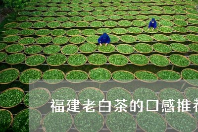 福建老白茶的口感推荐/2023082613716