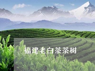 福建老白茶茶树/2023060838471