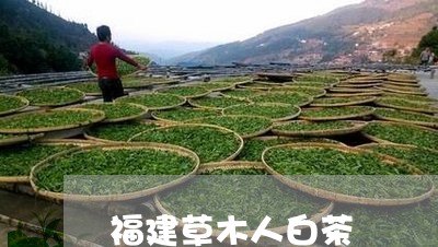 福建草木人白茶/2023060863935