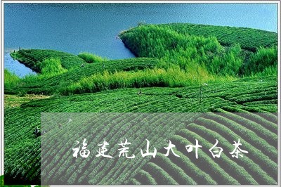 福建荒山大叶白茶/2023090596470