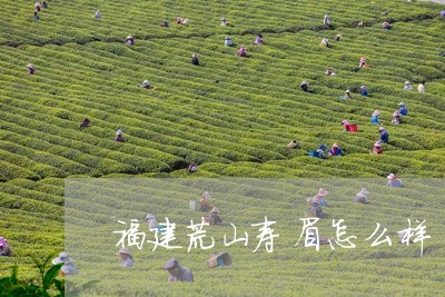 福建荒山寿眉怎么样/2023120402625