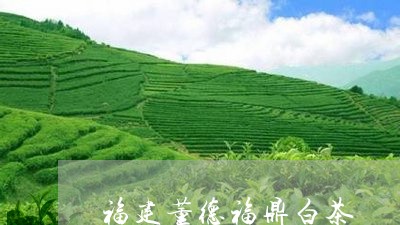 福建董德福鼎白茶/2023120346072