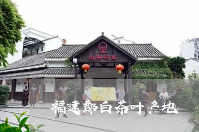 福建郡白茶叶产地/2023090594360