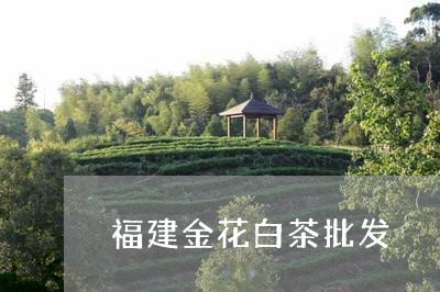 福建金花白茶批发/2023070748142