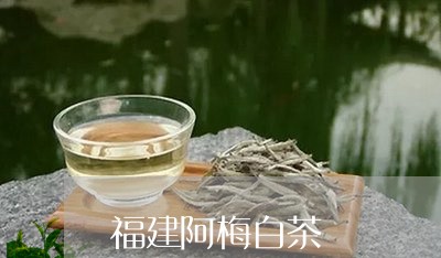 福建阿梅白茶/2023052256159