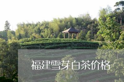 福建雪芽白茶价格/2023090563068