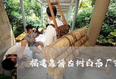 福建靠谱古树白茶厂家招商/2023110926149