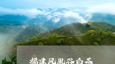 福建风凰谷白茶/2023111782707