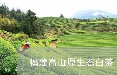 福建高山原生态白茶/2023120517259