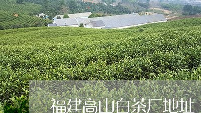 福建高山白茶厂地址/2023091349372