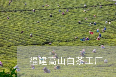 福建高山白茶工厂/2023090542927