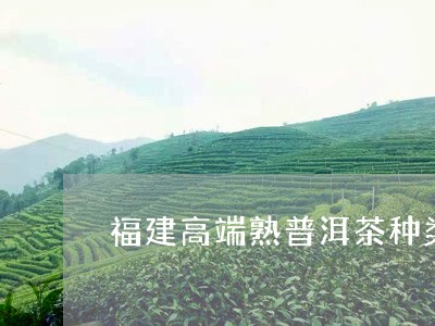 福建高端熟普洱茶种类/2023080277503