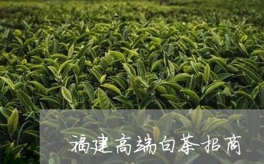 福建高端白茶招商/2023070794825