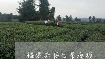 福建鼎存白茶规模/2023090558373