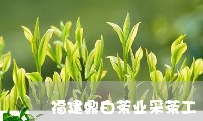 福建鼎白茶业采茶工/2023120593147