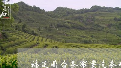 福建鼎白茶需要洗茶吗/2023120889582