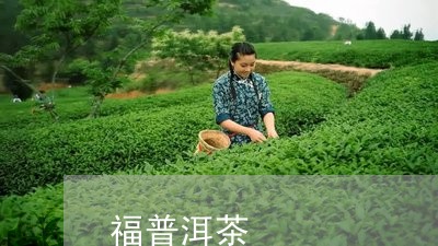 福普洱茶/2023090143074