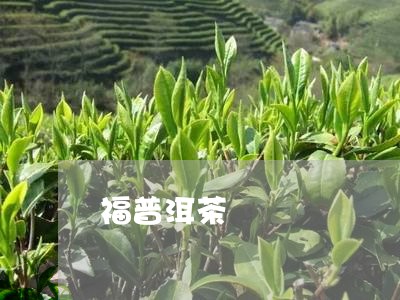 福普洱茶/2023110845130