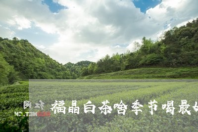 福晶白茶啥季节喝最好/2023082627361