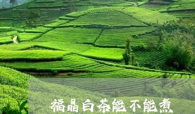 福晶白茶能不能煮/2023082603036