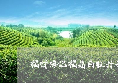 福村梅记福鼎白牡丹茶/2023120942825