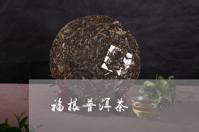 福根普洱茶/2023110891714