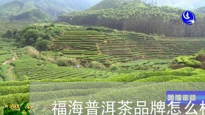 福海普洱茶品牌怎么样/2023062301626