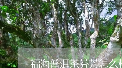 福海普洱茶芬芳怎么样/2023092571694