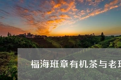 福海班章有机茶与老班章的区别/2023053149281