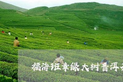 福海班章绿大树普洱茶/2023073065461