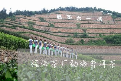 福海茶厂勐海普洱茶/2023091350583