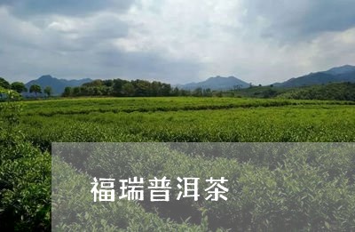 福瑞普洱茶/2023090641805