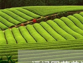 福禄圆茶普洱茶怎么样/2023062258391