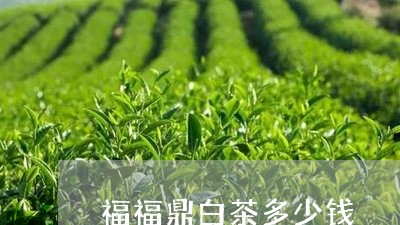 福福鼎白茶多少钱/2023112508483