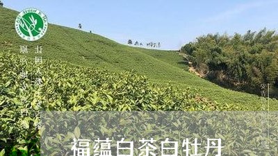 福蕴白茶白牡丹/2023112365361