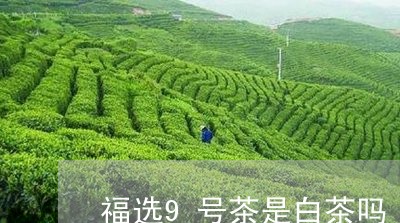 福选9号茶是白茶吗/2023121517360